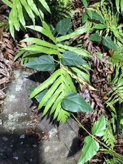 Vincetoxicum paniculatum