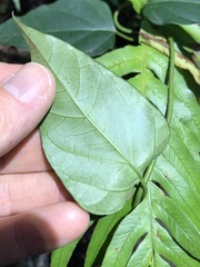 Vincetoxicum paniculatum