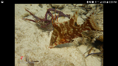 Lachnolaimus maximus