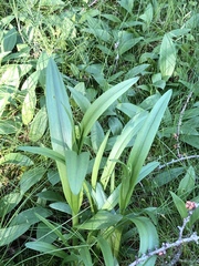 Platanthera huronensis