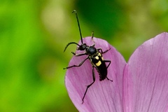 Typocerus lunulatus