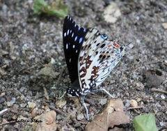 Charaxes etesipe tavetensis
