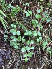 Pimpinella niitakayamensis