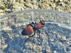 Dasymutilla montivagoides