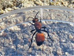 Dasymutilla montivagoides