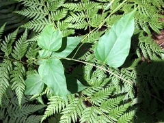 Vincetoxicum paniculatum
