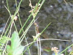 Sympetrum speciosum