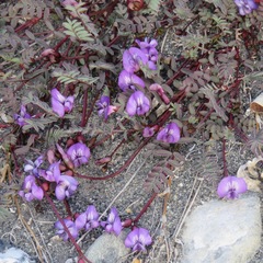 Astragalus nutzotinensis