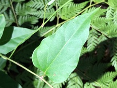 Vincetoxicum paniculatum