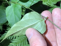 Vincetoxicum paniculatum