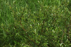 Salix phylicifolia
