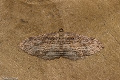 Austrocidaria