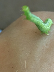 Callopistria floridensis