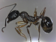 Aphaenogaster picea