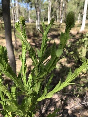 Pterocaulon serrulatum