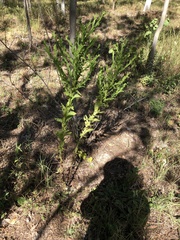 Pterocaulon serrulatum