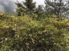 Rhododendron rubropilosum