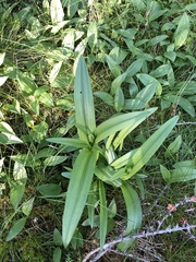 Platanthera huronensis