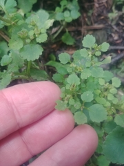 Chrysosplenium glechomifolium