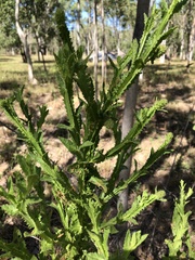 Pterocaulon serrulatum