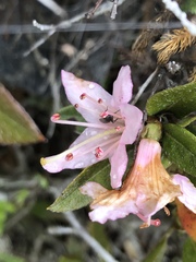 Rhododendron rubropilosum