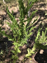 Pterocaulon serrulatum
