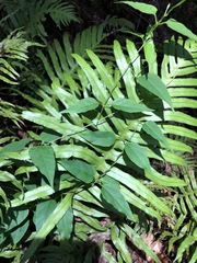 Vincetoxicum paniculatum