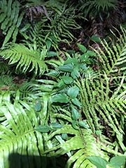 Vincetoxicum paniculatum