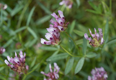 Trifolium willdenovii