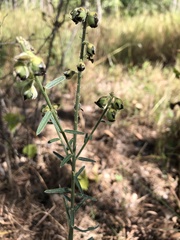 Crotalaria montana