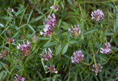 Trifolium willdenovii