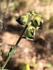 Crotalaria montana