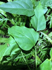 Vincetoxicum paniculatum