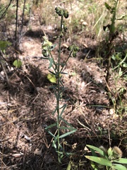 Crotalaria montana