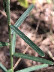 Crotalaria montana