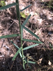 Crotalaria montana