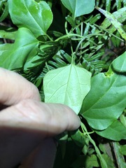 Vincetoxicum paniculatum