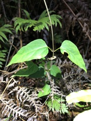 Vincetoxicum paniculatum