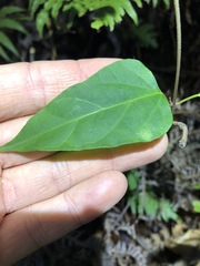Vincetoxicum paniculatum