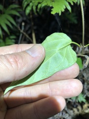 Vincetoxicum paniculatum