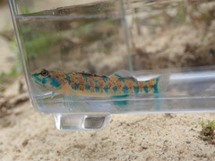 Etheostoma stigmaeum
