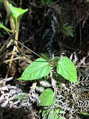 Vincetoxicum paniculatum