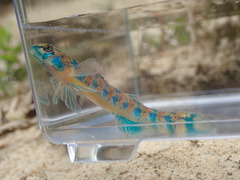 Etheostoma stigmaeum