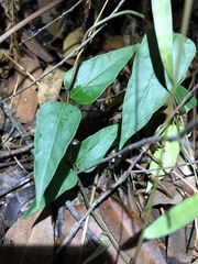 Vincetoxicum paniculatum