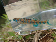 Etheostoma stigmaeum