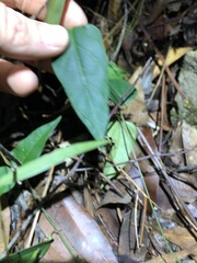 Vincetoxicum paniculatum