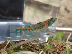 Etheostoma stigmaeum