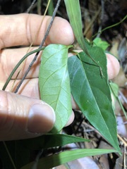 Vincetoxicum paniculatum