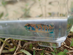 Etheostoma stigmaeum