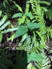 Vincetoxicum paniculatum